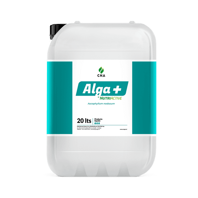 Alga +